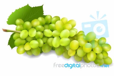 Bunch Of Green Grapes Stock Image