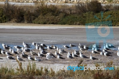 Bunch Of Seagulls Rests On The Marshlands Stock Photo