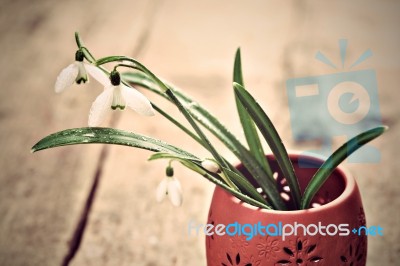 Bunch Of Snowdrop Flowers Stock Photo