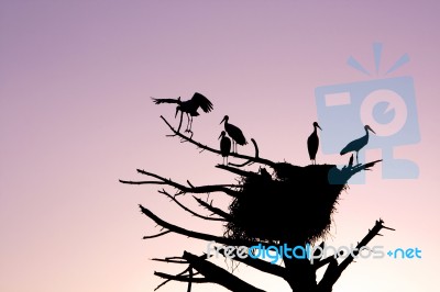 Bunch Of Storks Stock Photo
