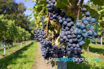 Bunches Of Blue Grapes With Path Stock Photo