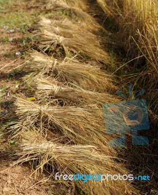 Bundles Of Rice After The Harvest Stock Photo