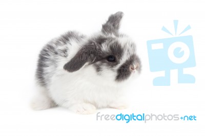 Bunny Stock Photo