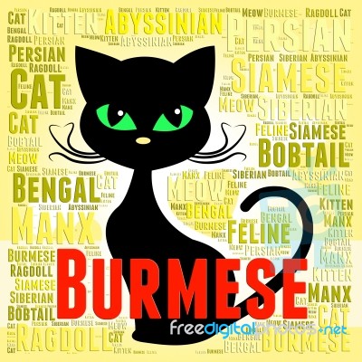 Burmese Cat Means Breeder Breed And Domestic Stock Image