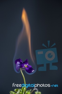 Burning Flower Stock Photo