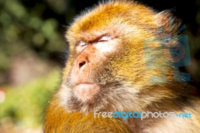 Bush Monkey In Africa Morocco And Natural Stock Photo