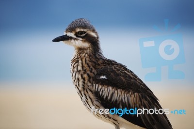 Bush Stone-curlew Resting On The Beach Stock Photo