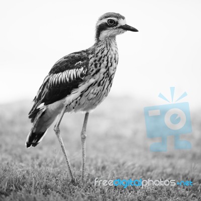 Bush Stone-curlew Resting On The Beach Stock Photo