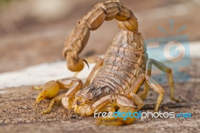 Buthus Scorpion Stock Photo