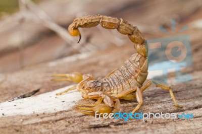 Buthus Scorpion Stock Photo