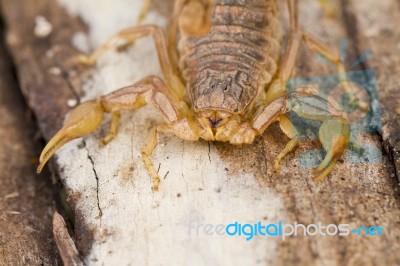 Buthus Scorpion Stock Photo