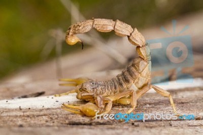 Buthus Scorpion Stock Photo