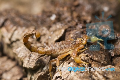 Buthus Scorpion Stock Photo