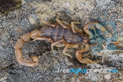 Buthus Scorpion (scorpio Occitanus) Stock Photo