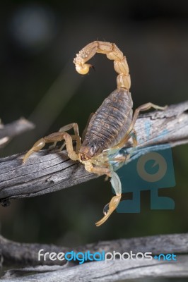 Buthus Scorpion (scorpio Occitanus) Stock Photo