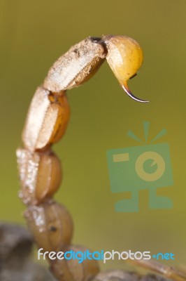 Buthus Scorpion Sting Tail Stock Photo