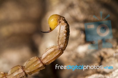 Buthus Scorpion Sting Tail Stock Photo