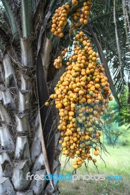 Butia Palm, Uruguay Stock Photo
