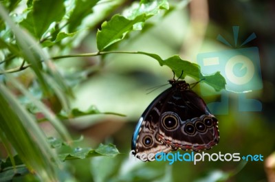 Butterfly Stock Photo