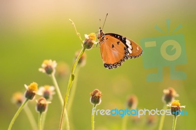 Butterfly Stock Photo