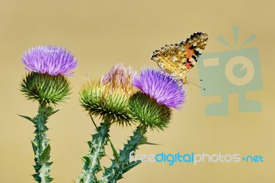 Butterfly Basking In The Sun Stock Photo