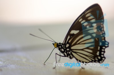 Butterfly Black Tops Thailand Native Sunbathing On Concrete Happ… Stock Photo