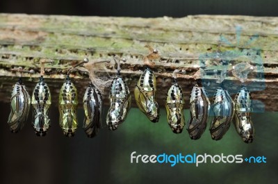 Butterfly Breeding Stock Photo