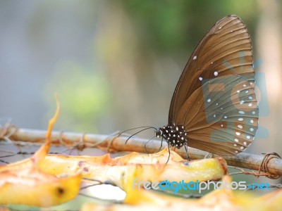 Butterfly Eating Fruit Stock Photo