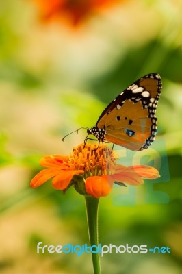 Butterfly Feeding Stock Photo