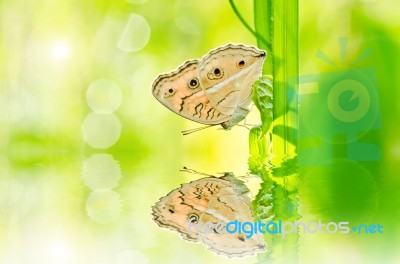 Butterfly In Green Nature Stock Photo
