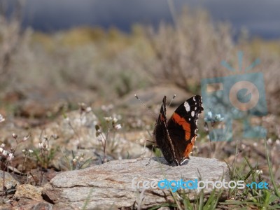 Butterfly In The Alpujarra Stock Photo