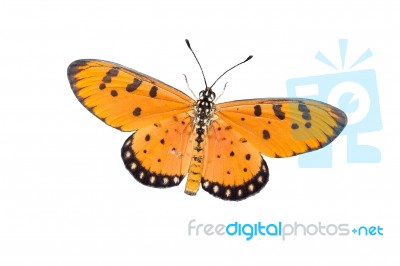 Butterfly Isolated Stock Photo