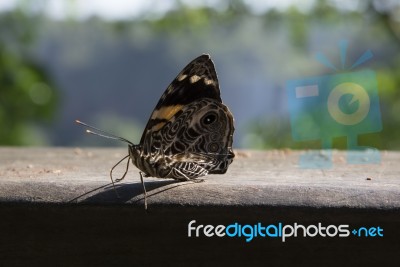 Butterfly On A Wooden Board Stock Photo