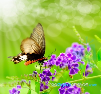 Butterfly On purple Flower Stock Photo