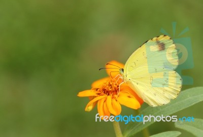 Butterfly On The Flower Stock Photo