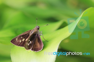 Butterfly Or Lesser Rice Swift Stock Photo