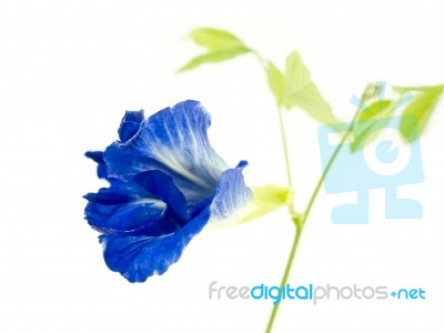 Butterfly Pea Flower Stock Photo