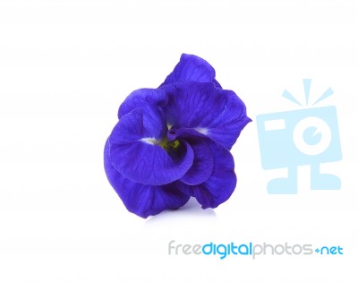 Butterfly Pea Isolated On White Background Stock Photo