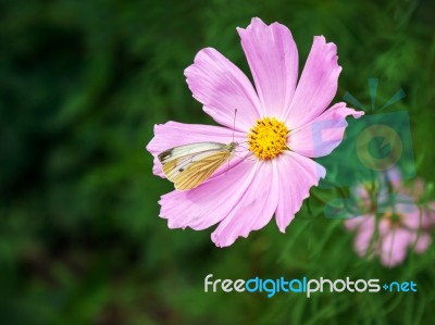 Butterfly Sitting On A Pink Flower Stock Photo