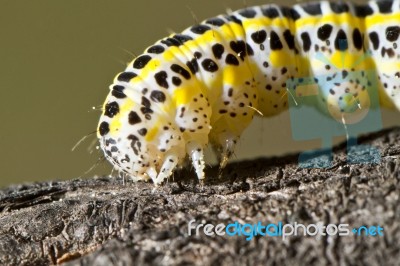 Cabbage Caterpillar Stock Photo