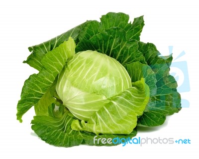 Cabbage Isolated On The White Background Stock Photo