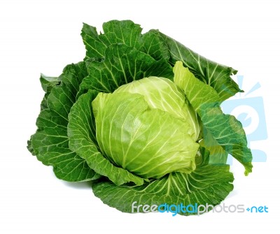 Cabbage Isolated On The White Background Stock Photo