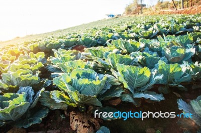 Cabbage On The Mountain Stock Photo