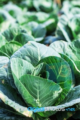 Cabbage With Water Droplets On Leaves Stock Photo