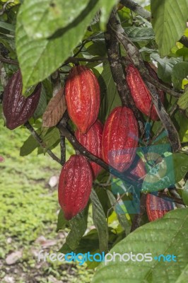Cacao Plant With Fruits Stock Photo