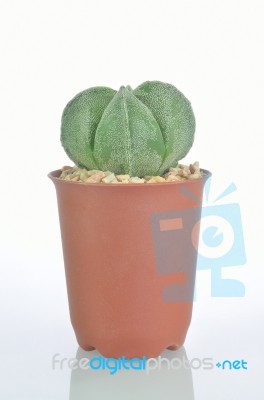 Cactus Stock Photo