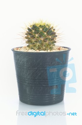 Cactus Stock Photo