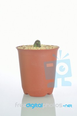 Cactus Stock Photo