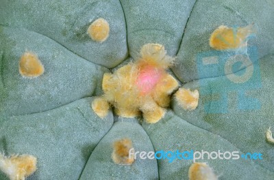 Cactus Stock Photo