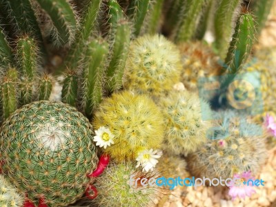 Cactus Close-up Stock Photo